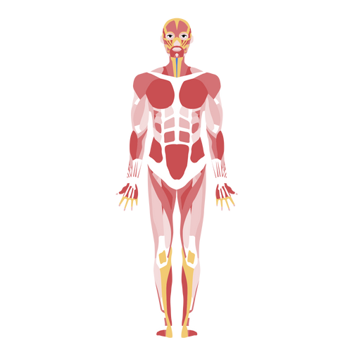 Anatomy Mastery Simplified