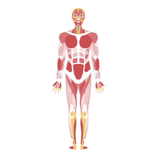 Anatomy Mastery Simplified