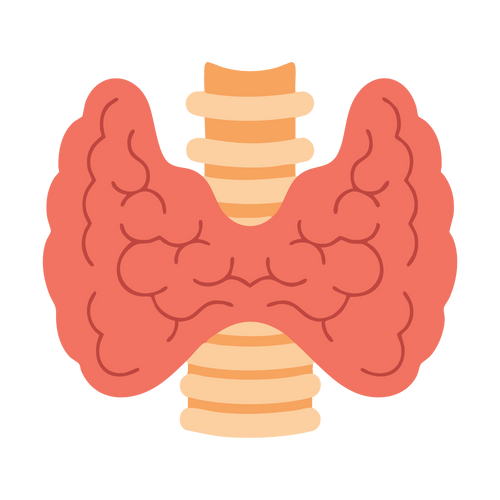 Endocrine System Mastery Simplified