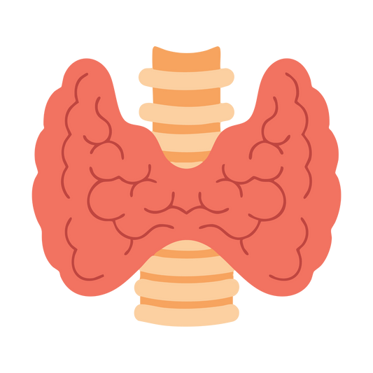 Endocrine System Mastery Simplified